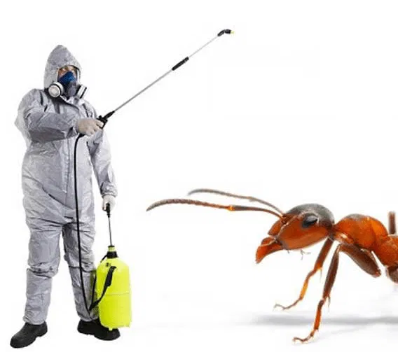 Ants control service image