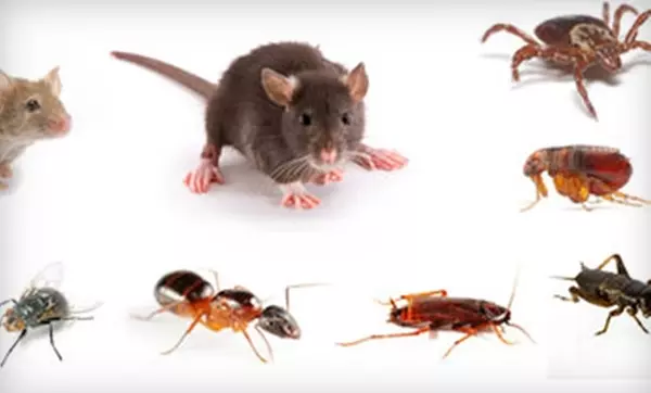 Other insect control service image